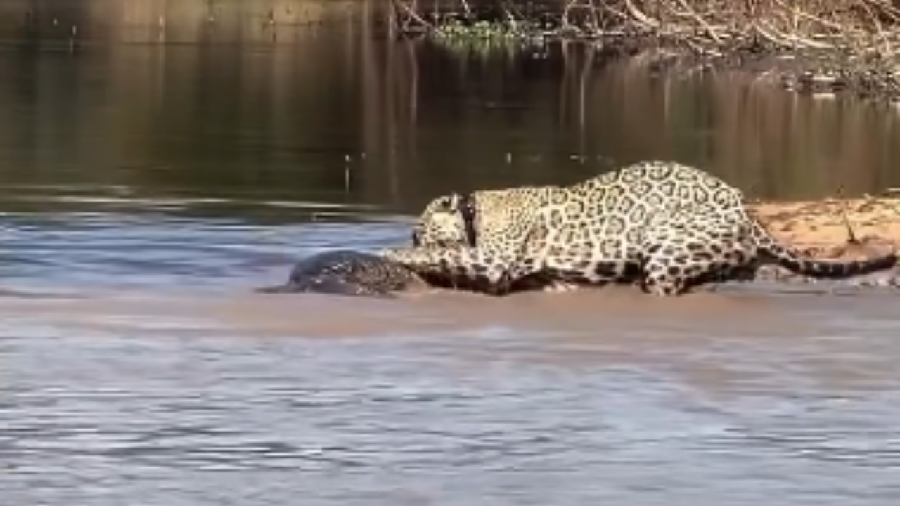 Onça-pintada surpreende e ataca jacaré nas águas do Pantanal