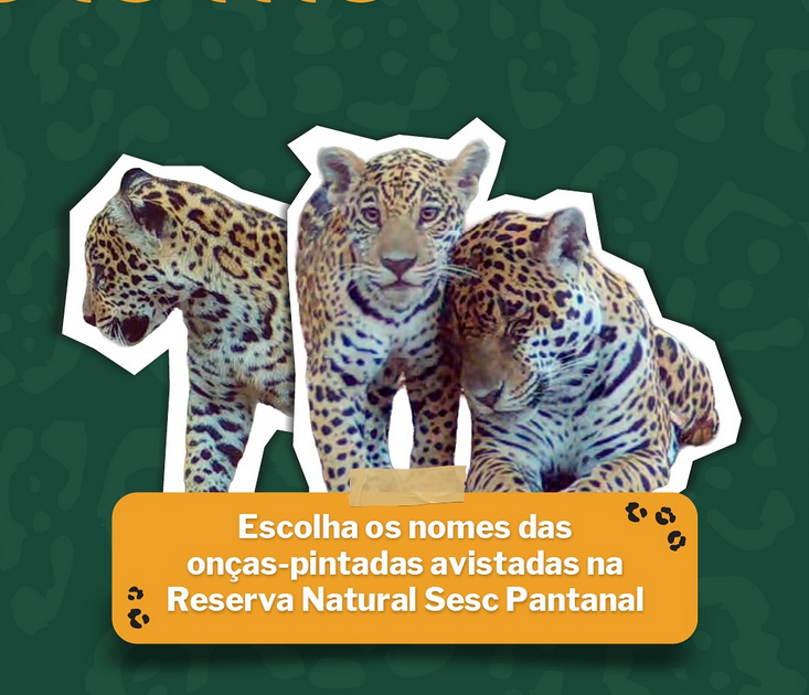 Votação termina hoje: três onças-pintadas do Pantanal precisam de nomes