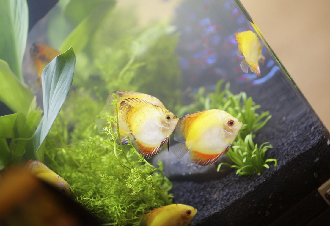 Certificação inédita no Brasil abre mercados para peixes ornamentais mineiros