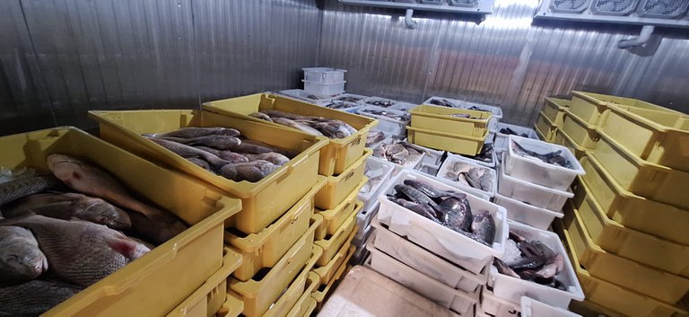 Ibama apreende 9 toneladas de pescado irregular no Espírito Santo
