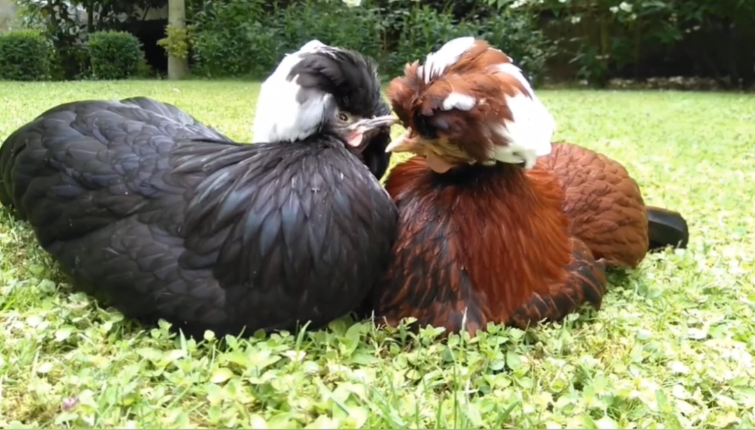 Galinha Polonesa: a ave ornamental que virou pet