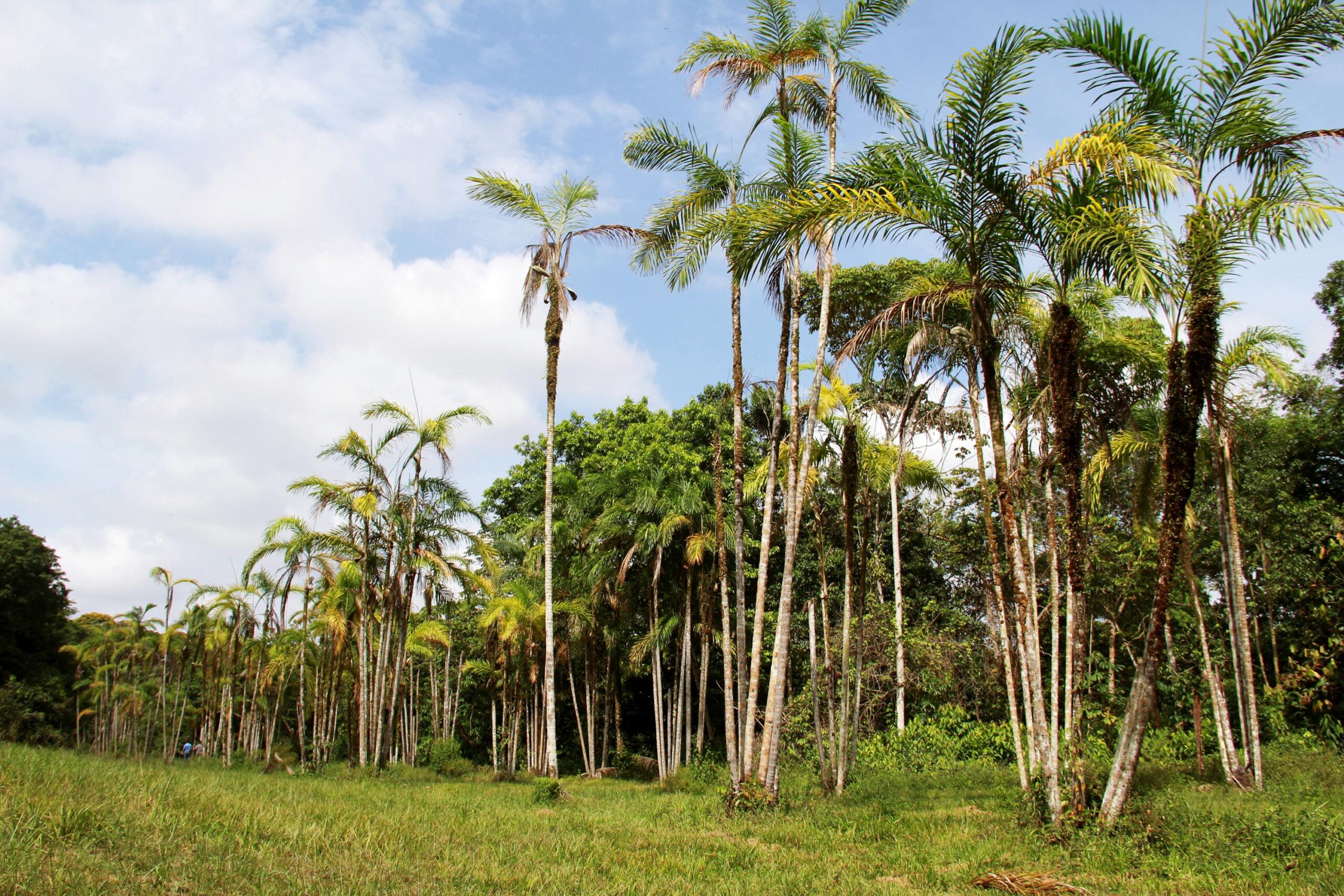 Fungo reduz em até 94% avanço da principal doença da pupunheira