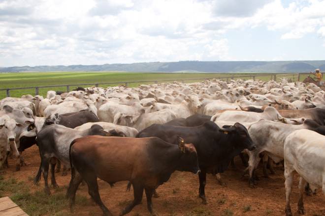 Programa reduz pastagens degradadas em 40% em Minas Gerais