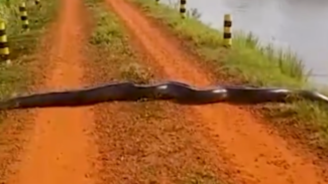 Sucuri gigante vira ‘quebra-molas vivo’ ao atravessar estrada; assista