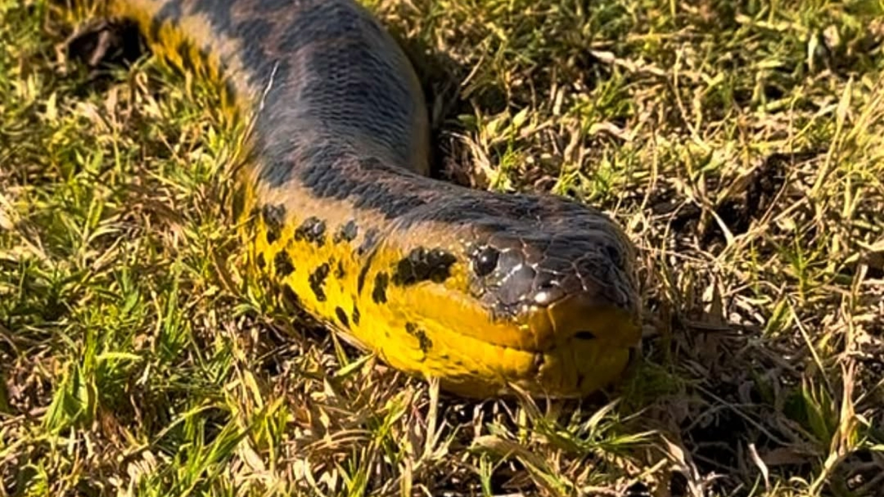 “Rainha das águas”: sucuri-amarela desfila em pastagem do Pantanal