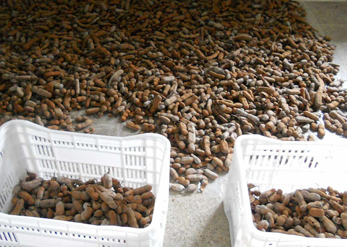Além do sabor: as vantagens do tamarindo para a saúde