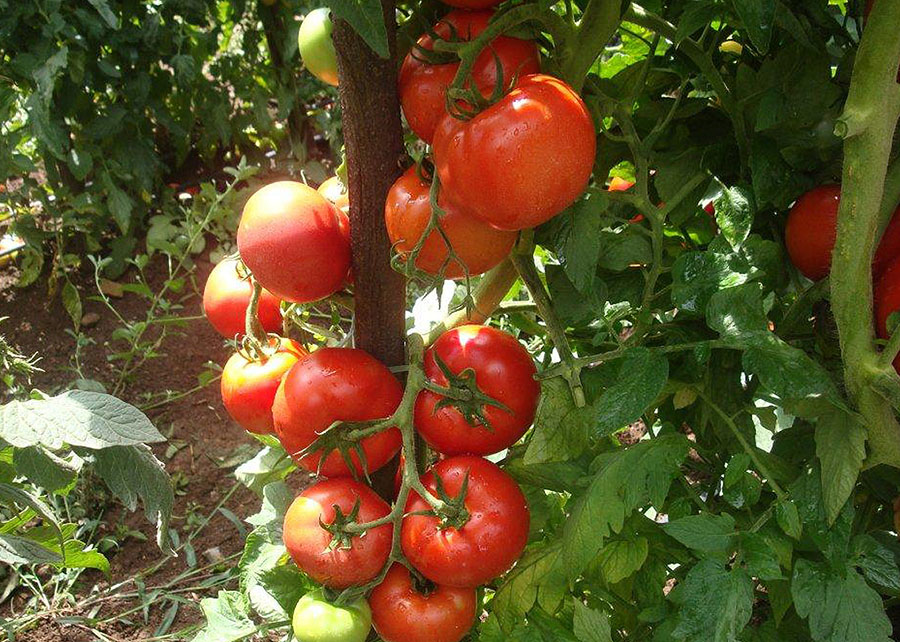Descoberta genética promete transformar cultivo de tomate no Brasil