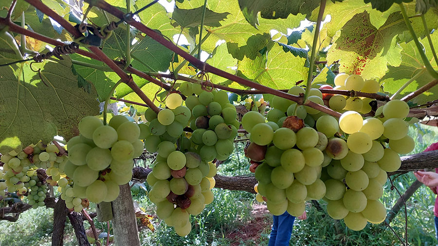 Ciência e união vencem fungo e recupera 95% da produção de uvas Niágara