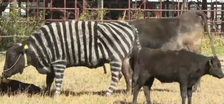 Como um ‘disfarce’ de zebra em vacas rendeu prêmio científico ao Japão
