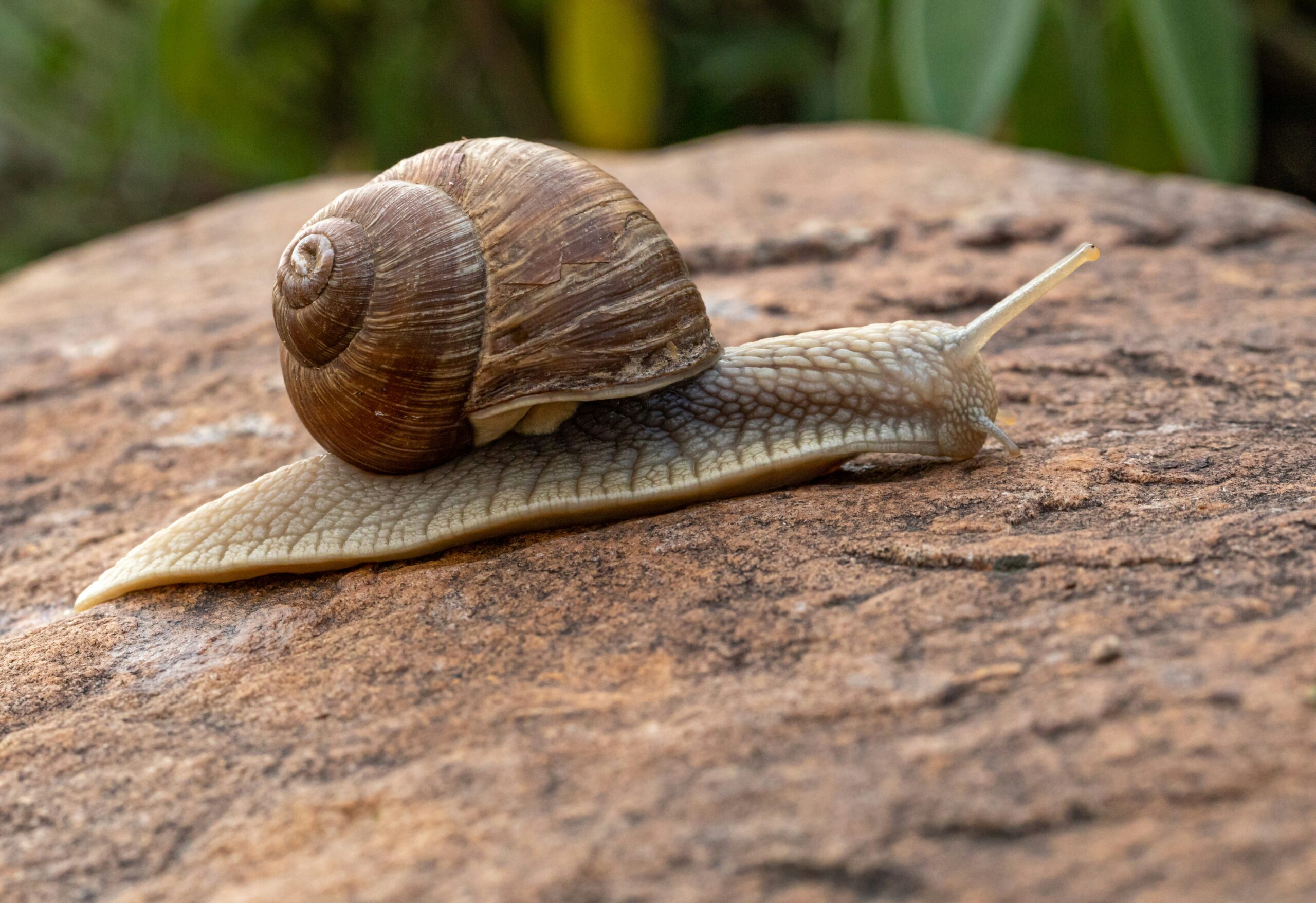 Epagri desenvolve armadilha inovadora para combater caramujos em plantações de arroz