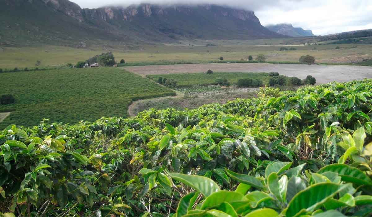 Chapada Diamantina transforma café em atração turística premiada