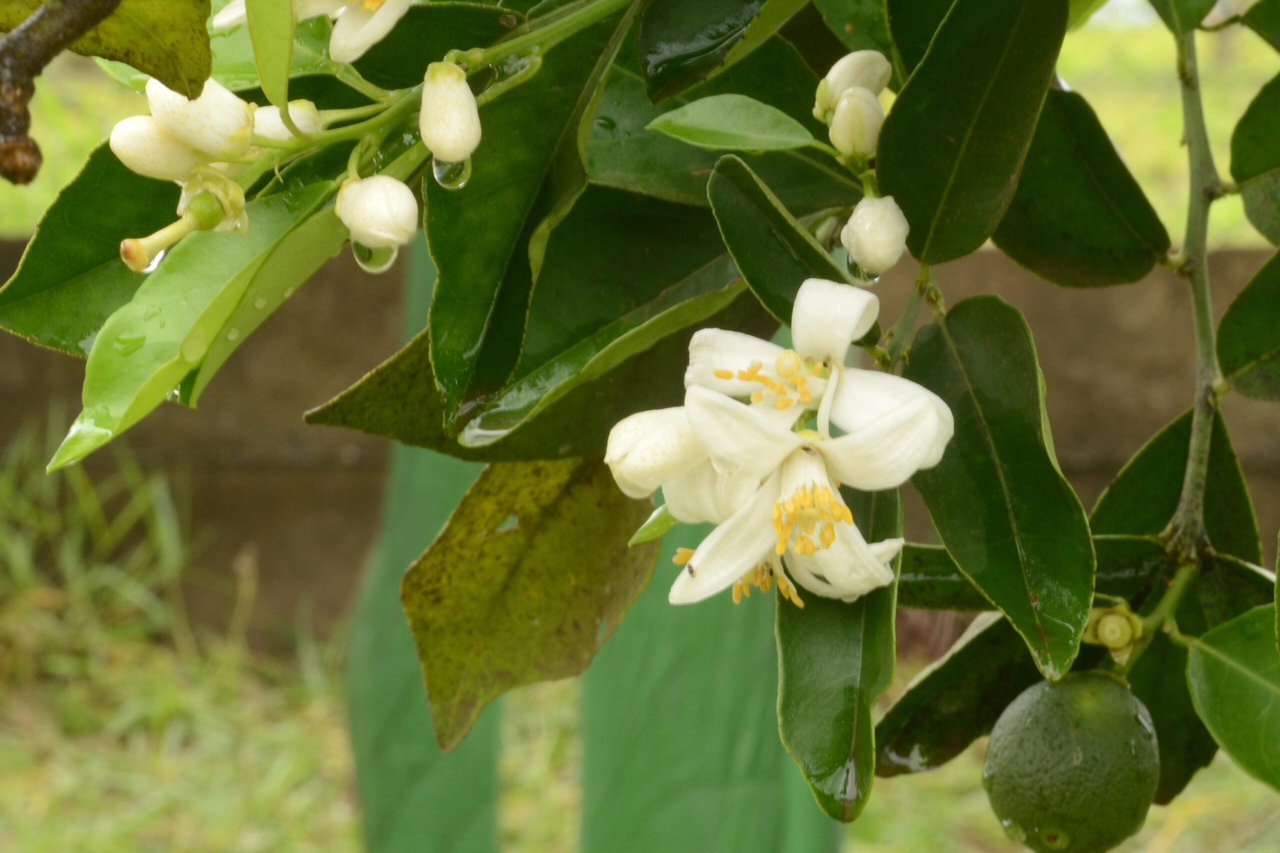 Chuva favorece florada, mas preocupa citricultores