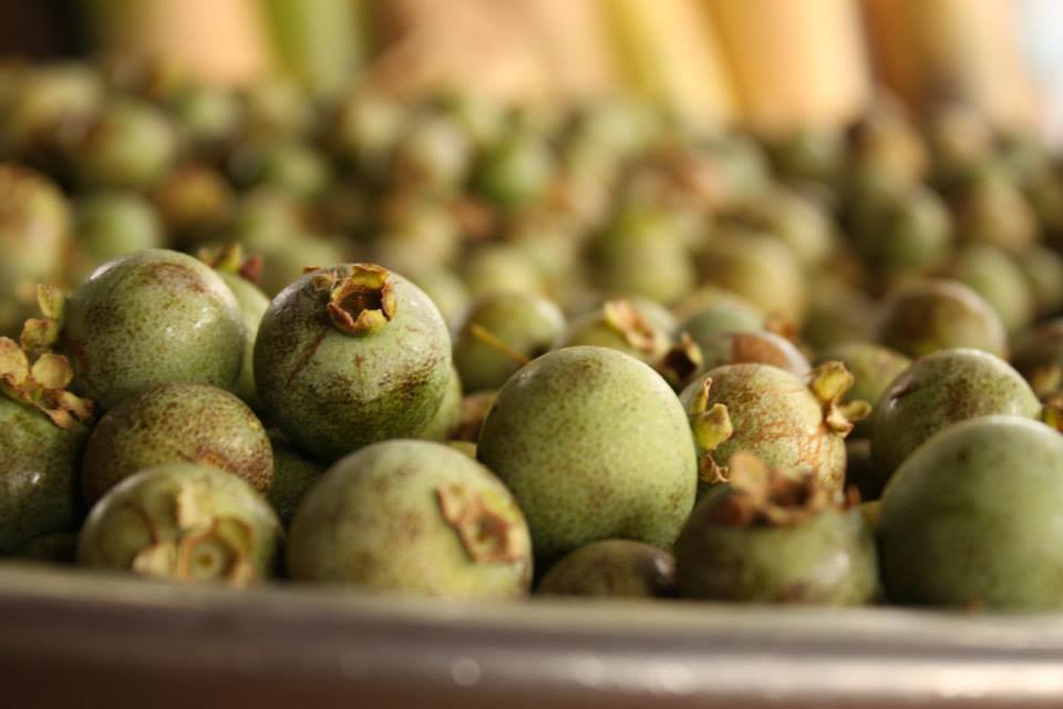 Guavira: a fruta do Cerrado que resiste ao fogo e vira farinha, licor e isotônico