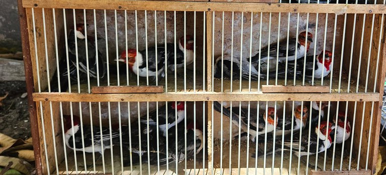 Fiscais resgatam 271 animais de condições precárias em maior operação do Ibama contra tráfico