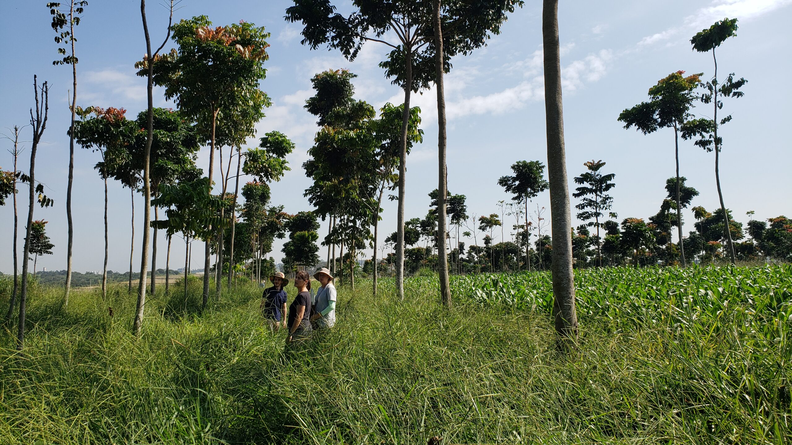 IA mapeia 50 anos de impacto da pesquisa agrícola