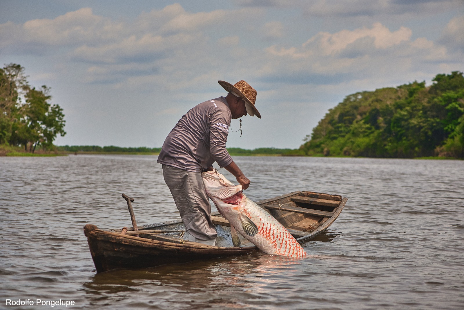 Como o manejo do pirarucu virou fonte de renda e esperança na Amazônia