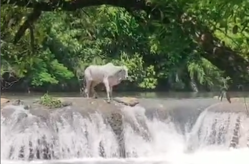 Boi mergulha em rio e vídeo viraliza nas redes sociais