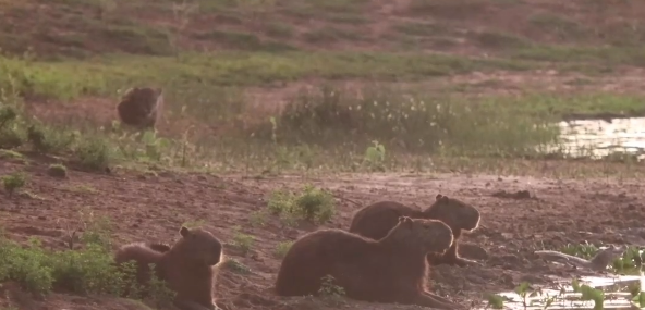 Capivaras são surpreendidas por onça-pintada em flagrante na natureza