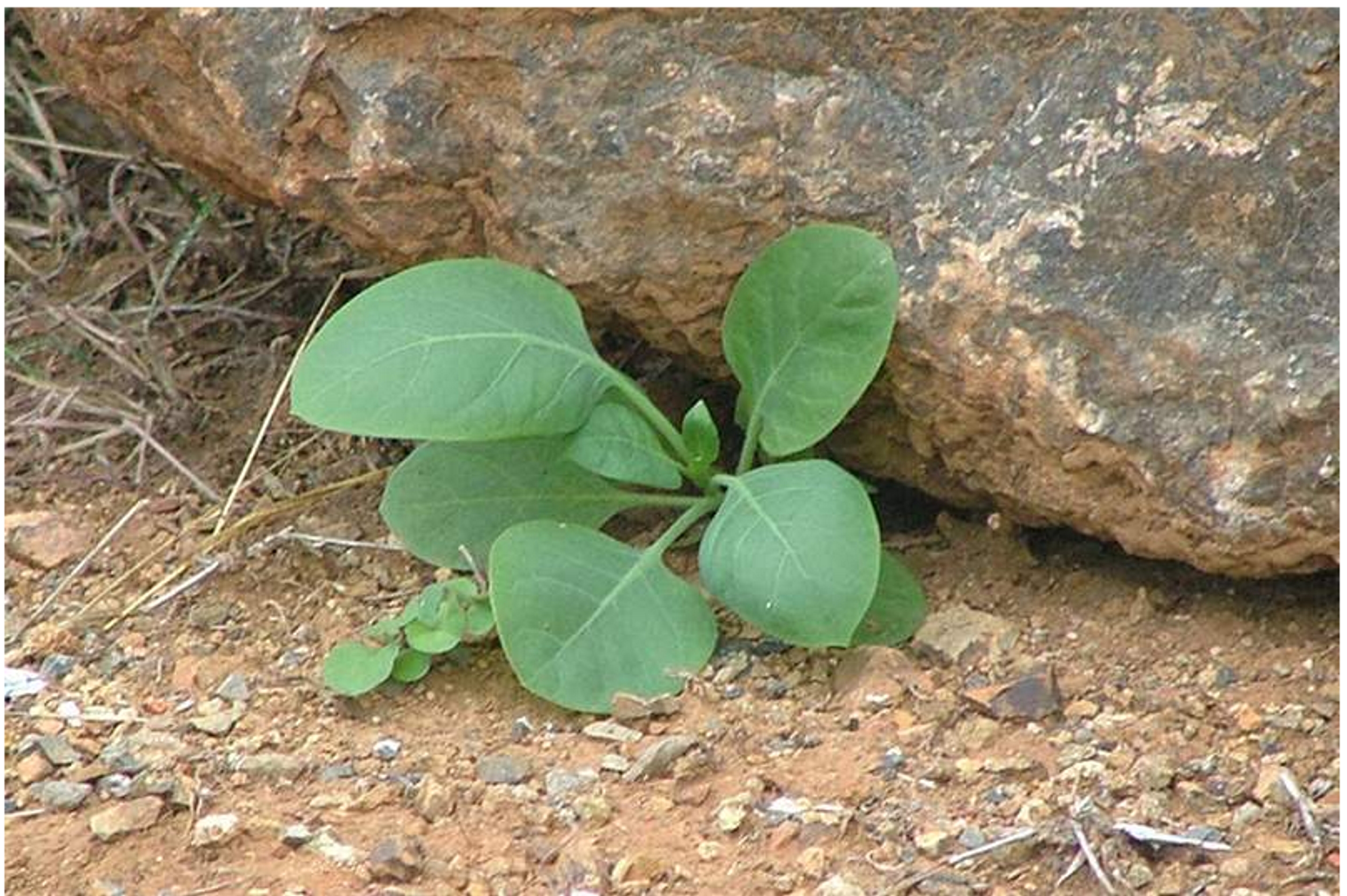 Nicotiana glauca: como identificar a “falsa couve”