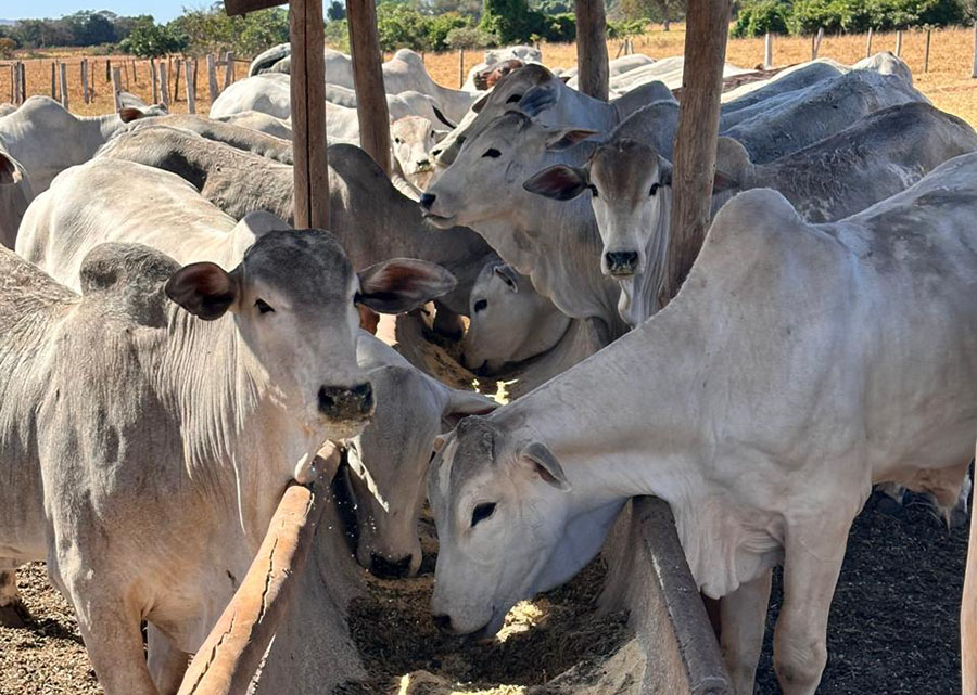Dieta de alta energia aumenta em 21% a produção de embriões bovinos
