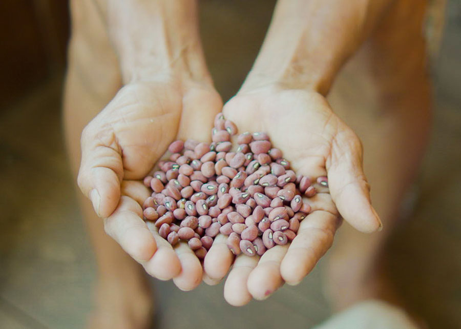Feijões da Amazônia têm 27% de proteína e superam média mundial