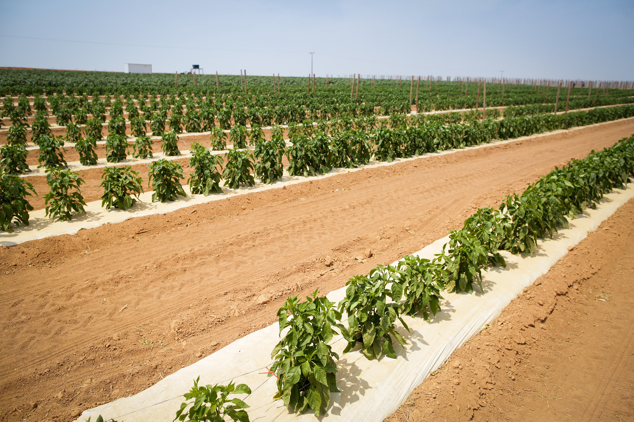 Sebrae-SP e Embrapa conectam startups a fazenda experimental para validar inovações no campo