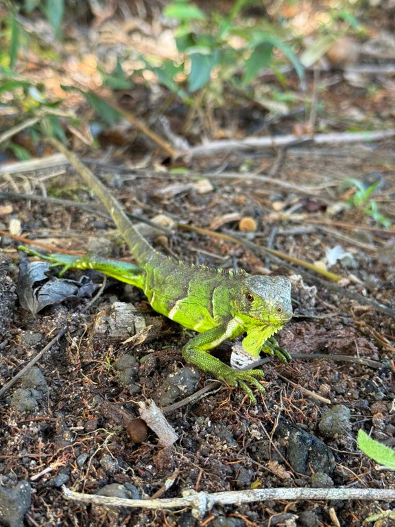 Ibama devolve animais à natureza após resgates no Rio de Janeiro e Amazonas