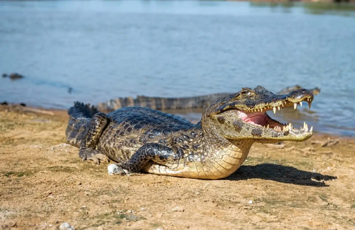O esturro do jacaré: o som impressionante que faz a água “ferver” no Pantanal