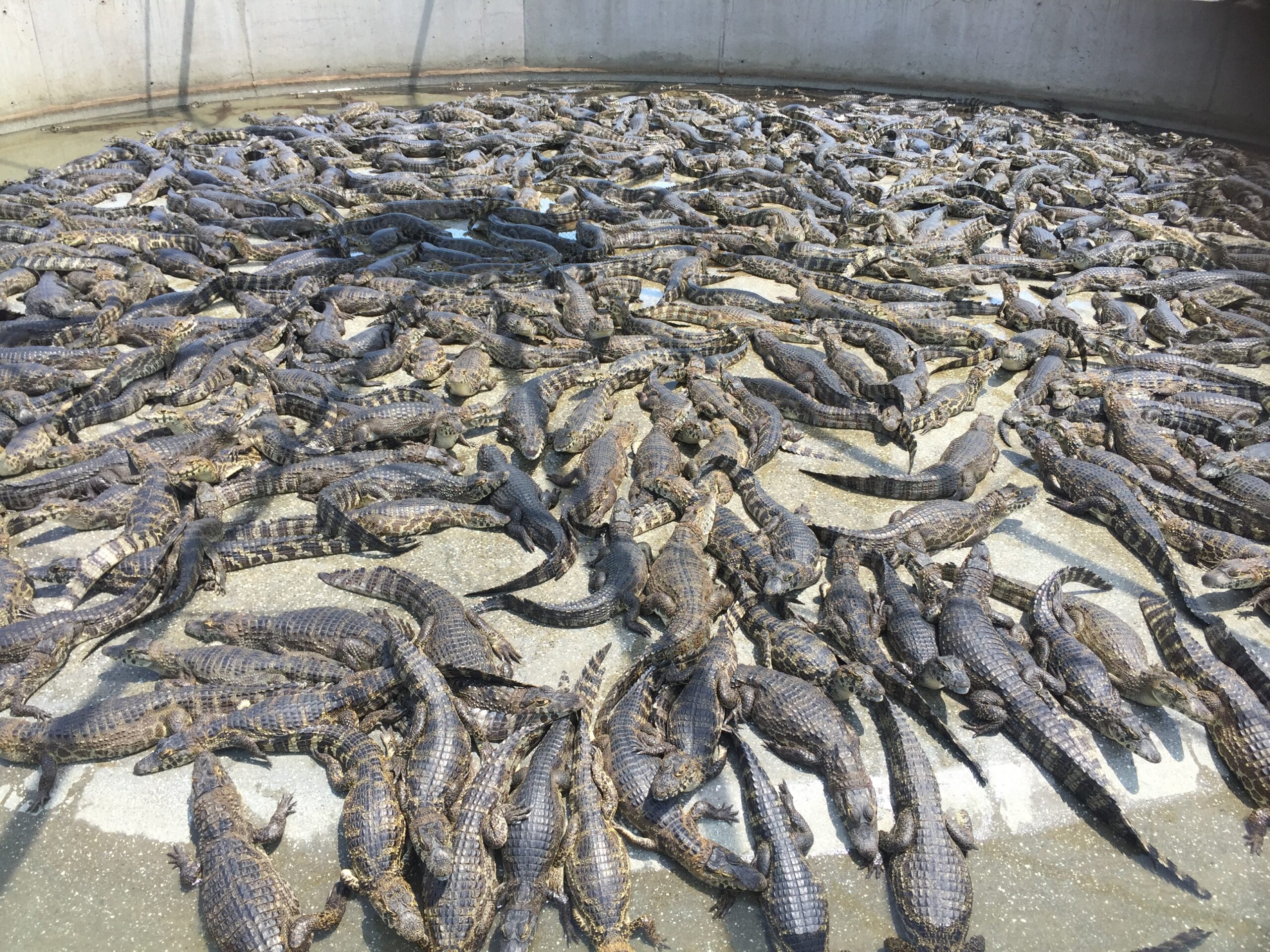 Do rio ao luxo: carne e couro de jacaré do Pantanal conquistam o mundo
