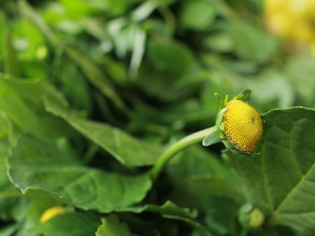 Jambu: planta amazônica se transforma em produto de alto valor comercial