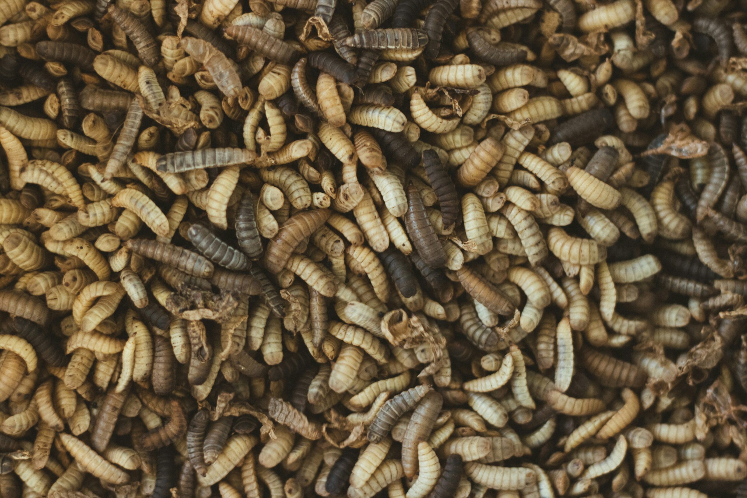 Comida do futuro: conheça a maior fazenda de insetos do mundo