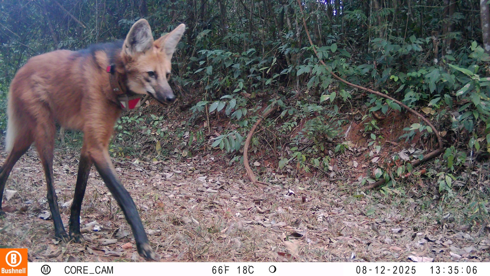 Lobos do Santuário do Caraça mostram adaptação à presença humana
