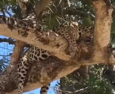 Onça-pintada é gravada deitada em árvore no Pantanal e vídeo encanta
