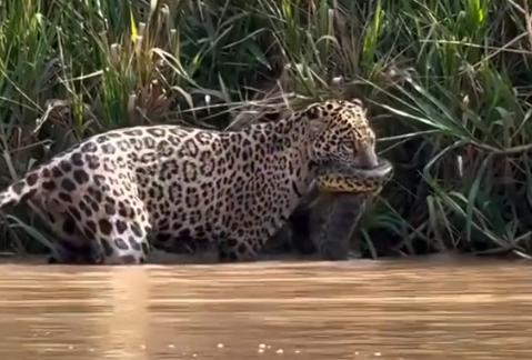 Onça-pintada vence sucuri amarela em luta pela vida