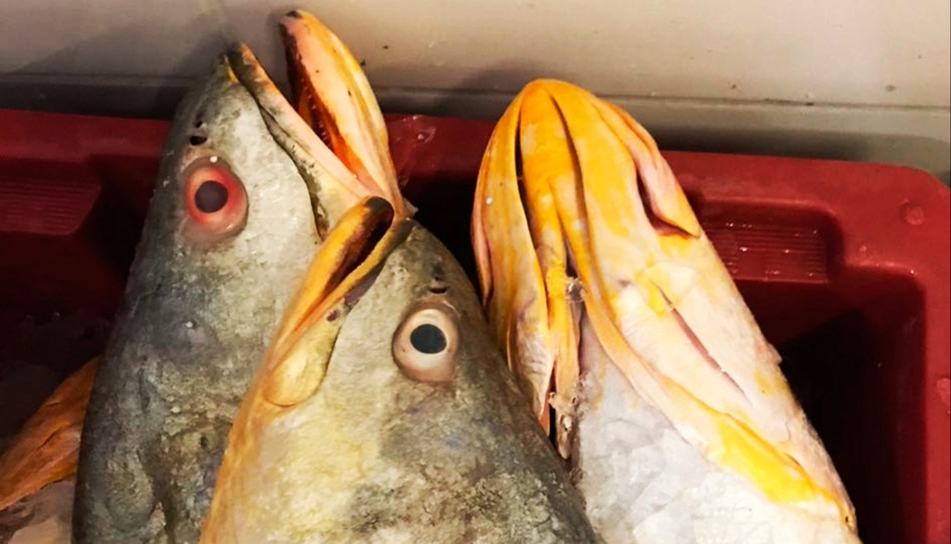 ‘Ouro branco’ do mar: bexiga da pescada-amarela vale até R$ 4 mil