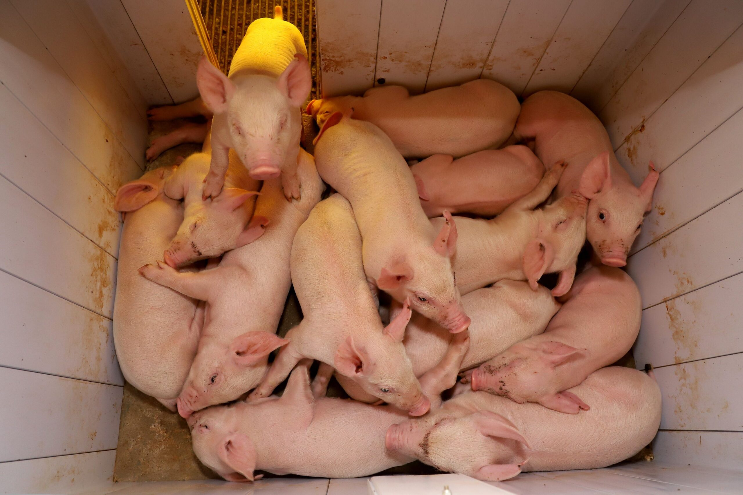 O reino do Oink: Toledo (PR) tem quase 6 porcos por pessoa