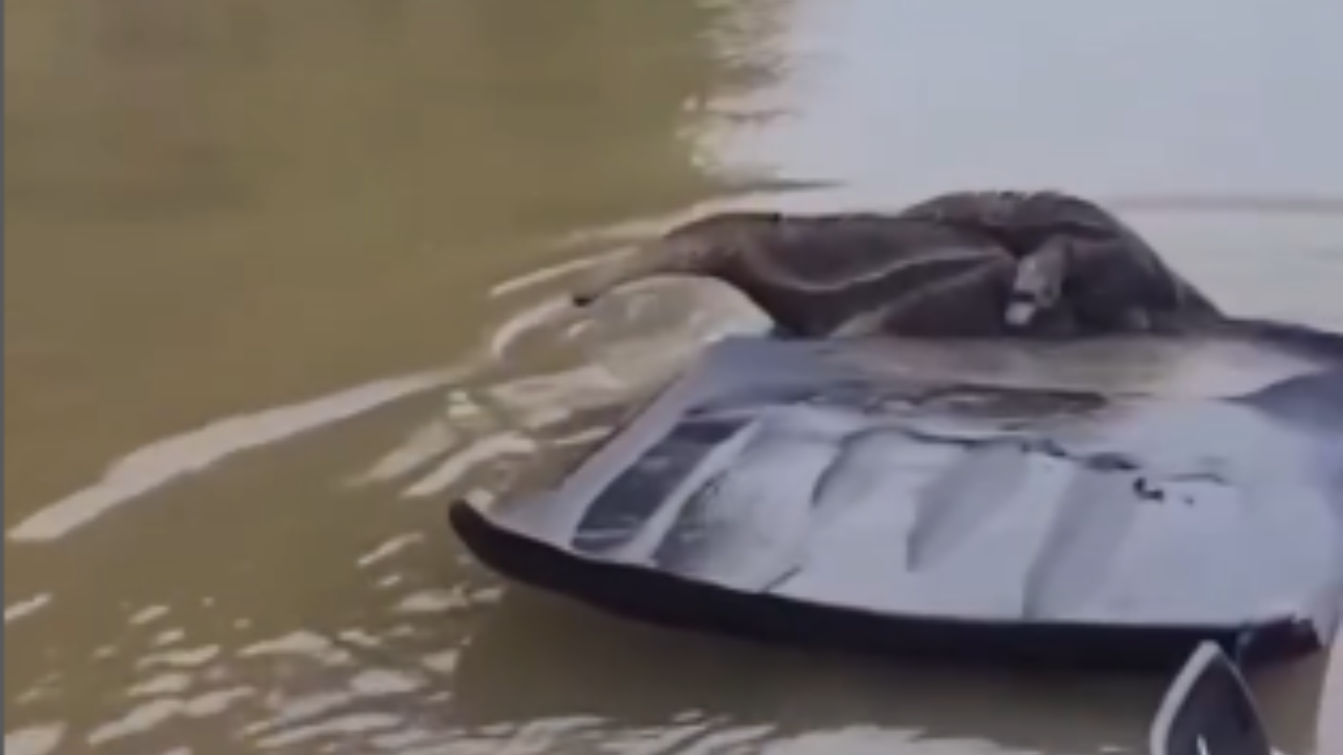 Pescador resgata tamanduá e filhote em travessia de rio