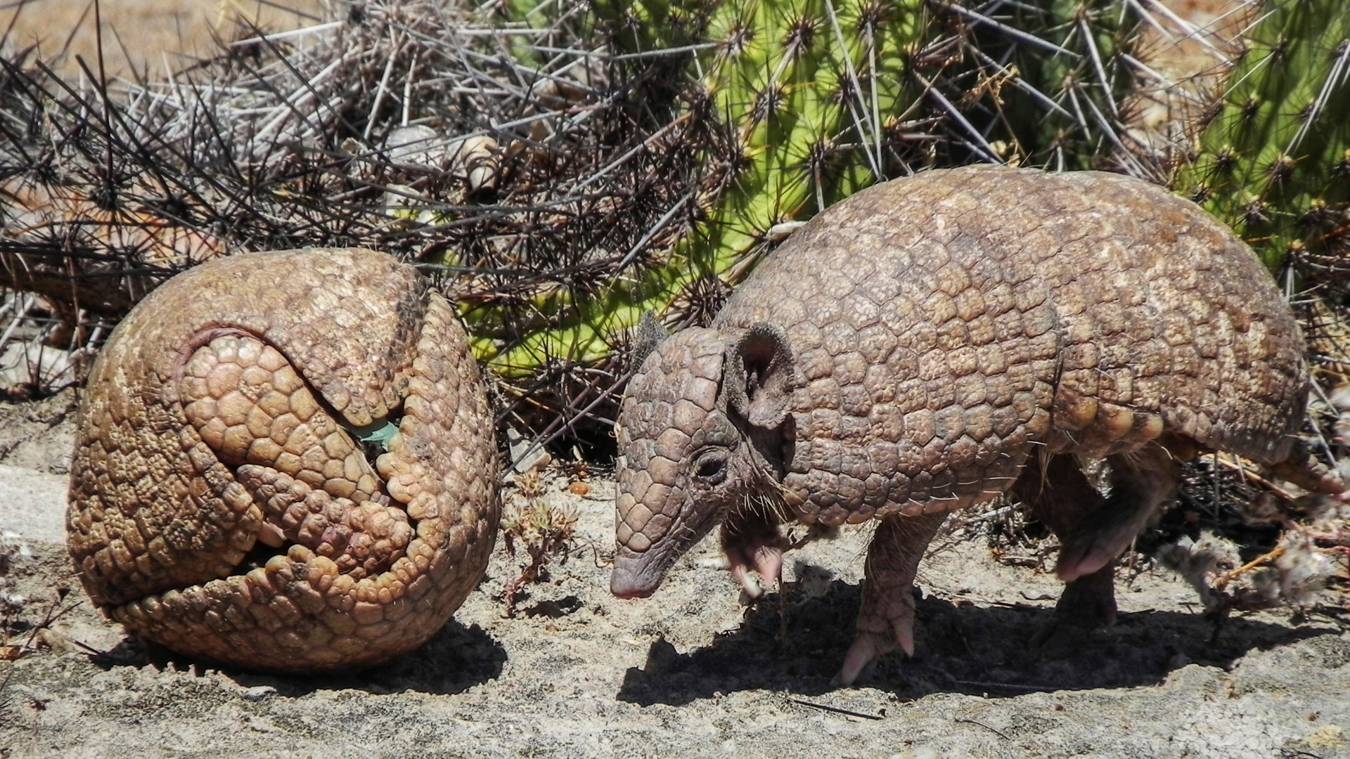 Arte de resistir: a importância do tatu-bola para o Cerrado