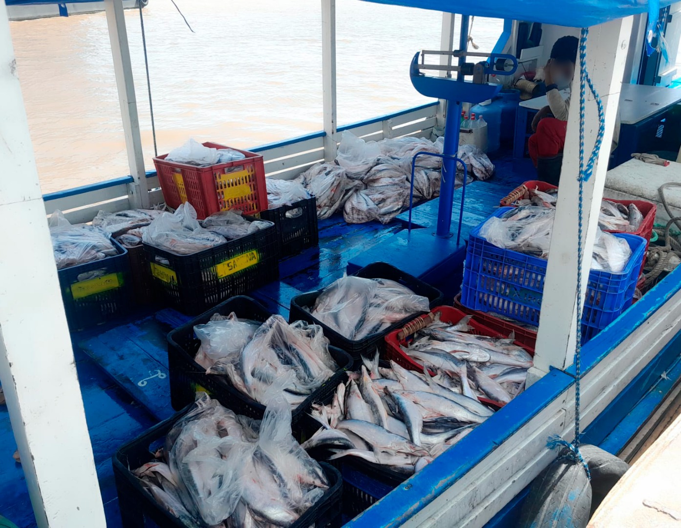 Ibama apreende 1,3 tonelada de pescado ilegal