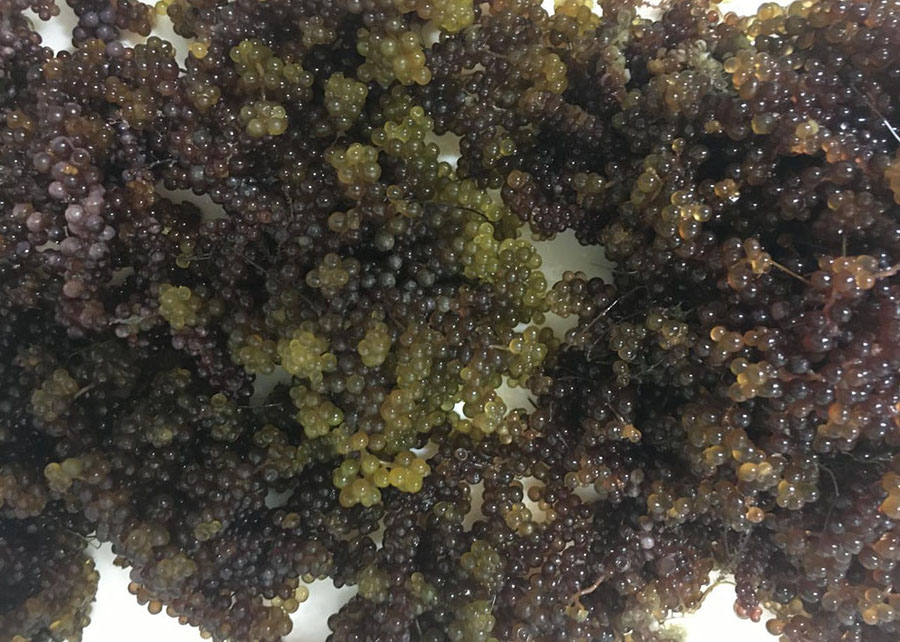 Algas marinhas podem revolucionar a alimentação global até 2032