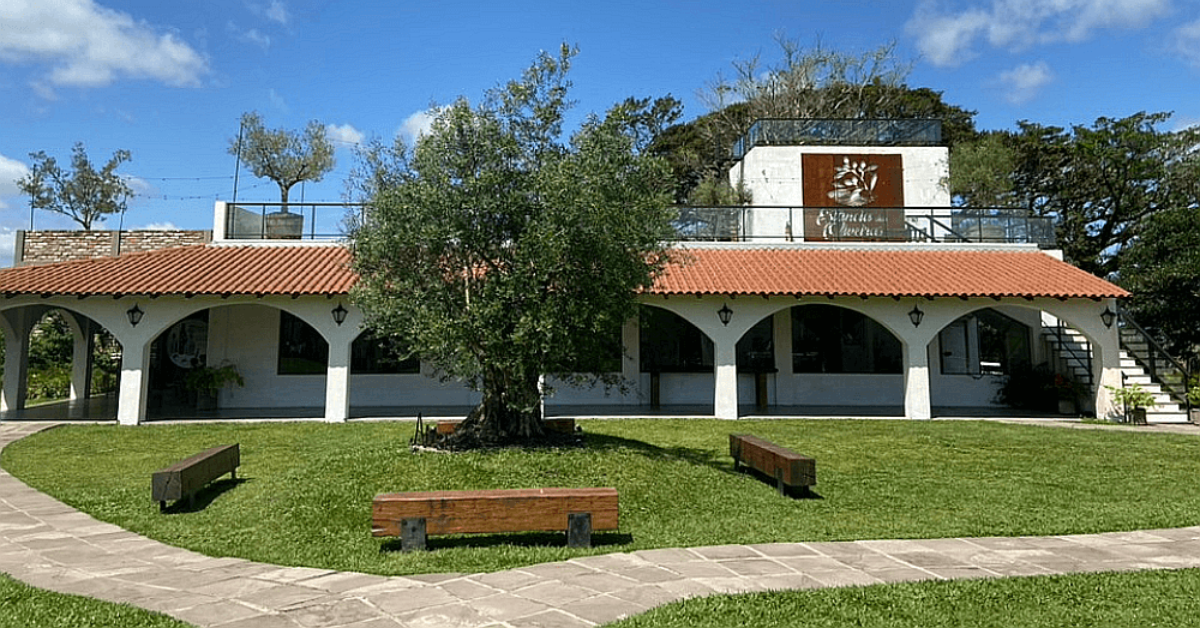 Estância das Oliveiras: fazenda gaúcha é referência mundial de azeite