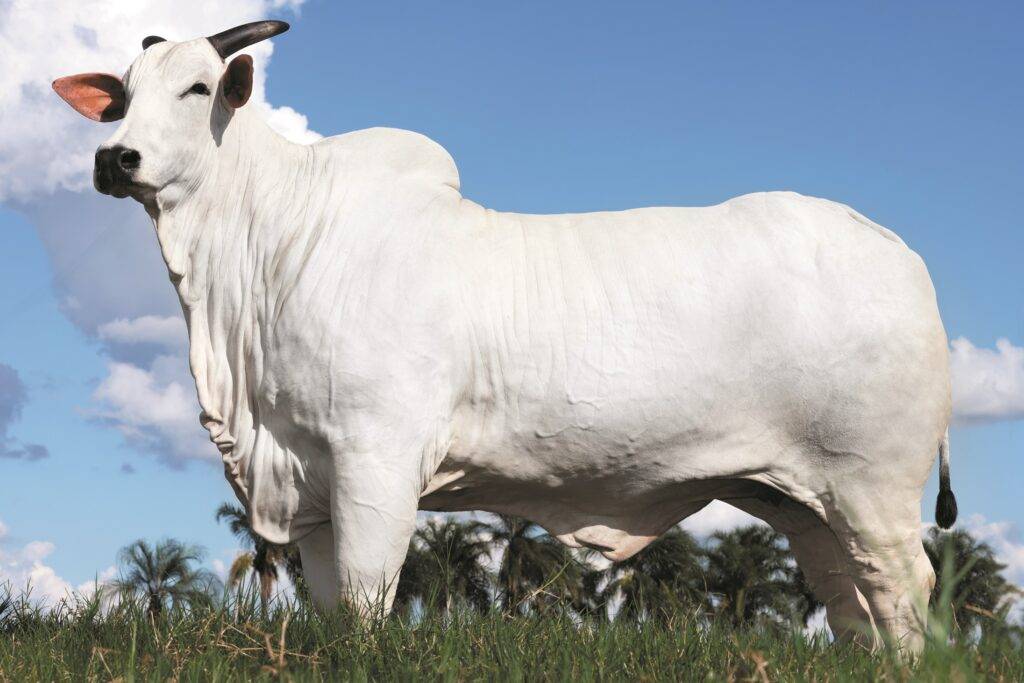 Conheça Donna FIV CIAV: a vaca mais cara do mundo