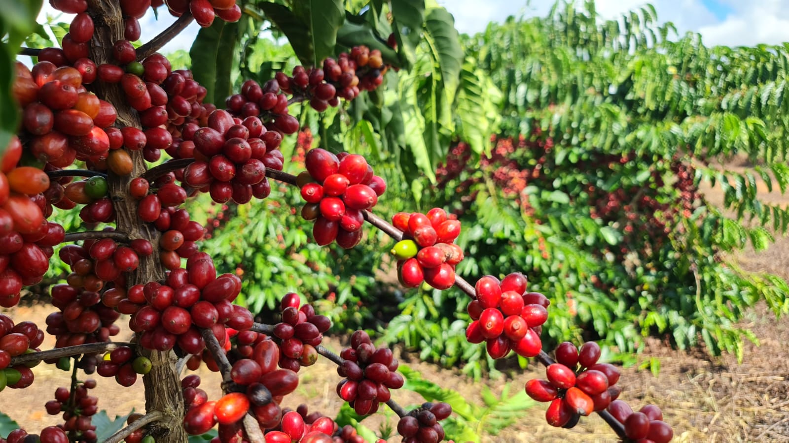 XXV Seminário do Café reúne especialistas de 15 países em Santos