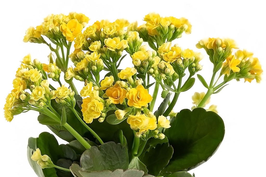 Vendas de flores devem crescer 7% no Dia de Finados