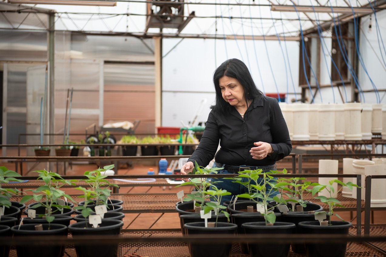 Mariangela Hungria: cientista recebe honraria nacional