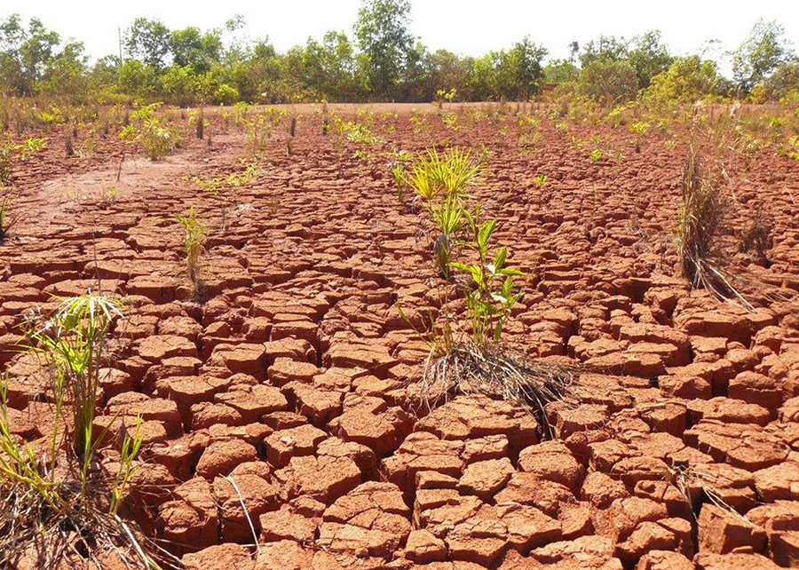 Bioinsumo amplia restauração de áreas degradadas no Brasil