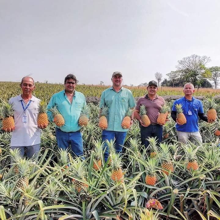 Novas variedades de abacaxi e concurso de café impulsionam Agricultura no Triângulo Mineiro