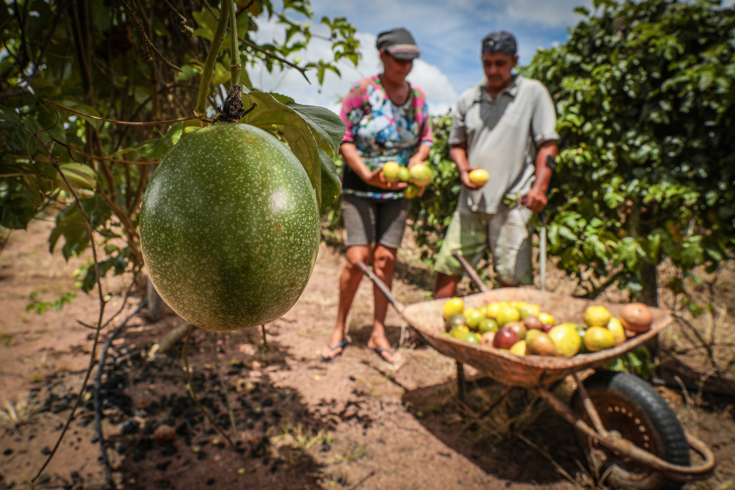 Mato Grosso lança programa para fortalecer agricultura familiar