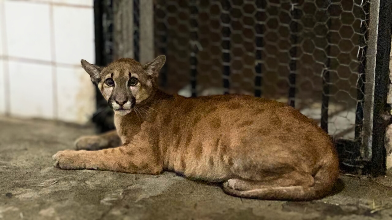 Centro de Triagem reabilita animais vítimas de queimadas e tráfico