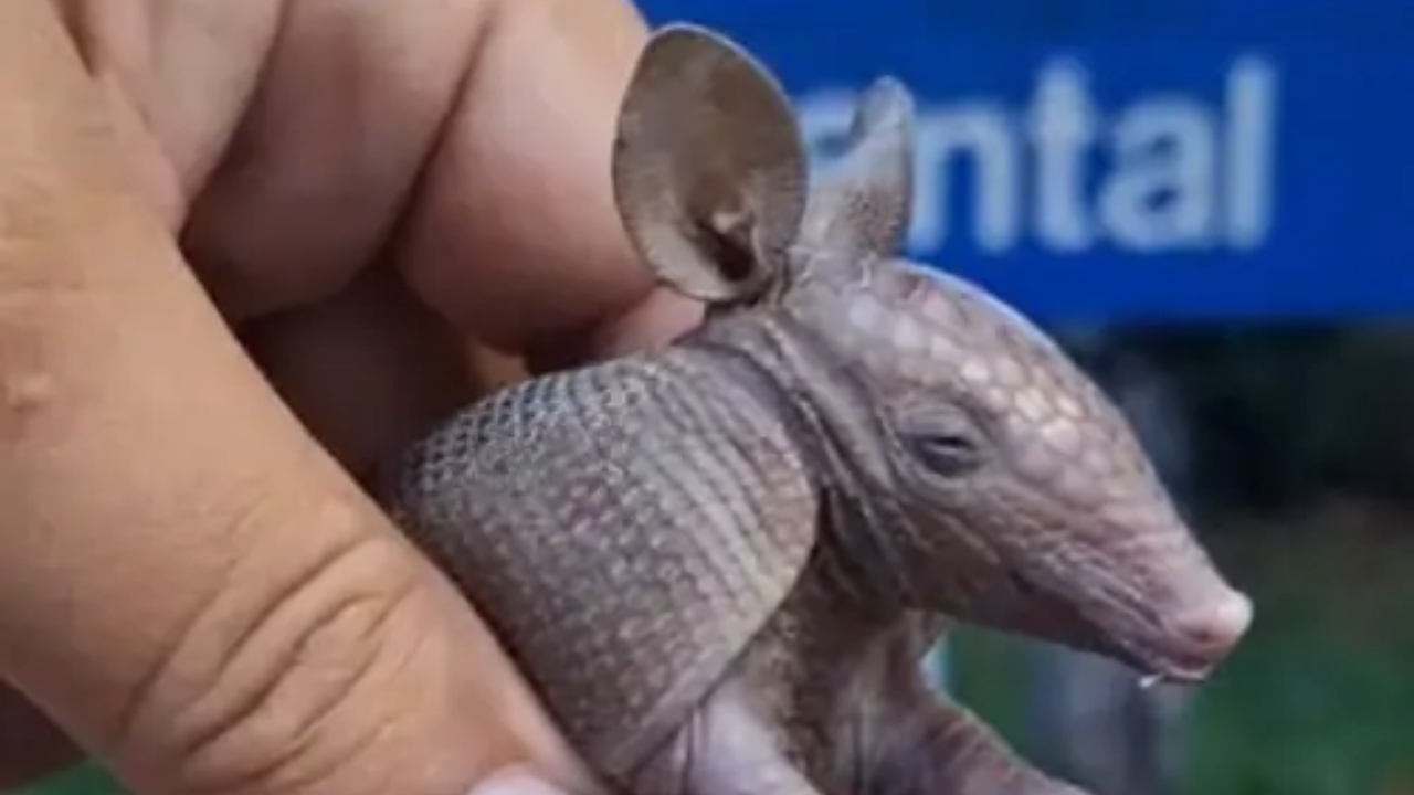 Resgate adorável: filhote de tatu invade mansão em Brasília